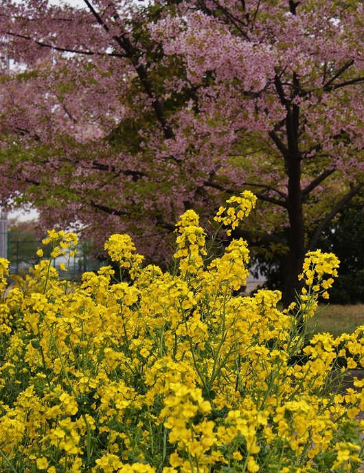 灘浜緑地の河津桜は葉桜に_b0063958_21133043.jpg