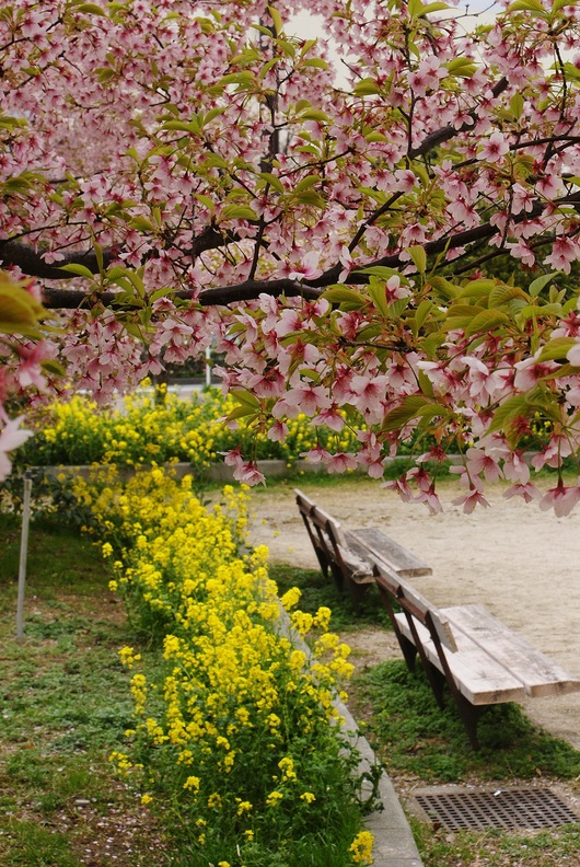 灘浜緑地の河津桜は葉桜に_b0063958_21135276.jpg
