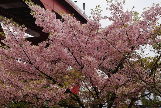 灘浜緑地の河津桜は葉桜に_b0063958_21141241.jpg