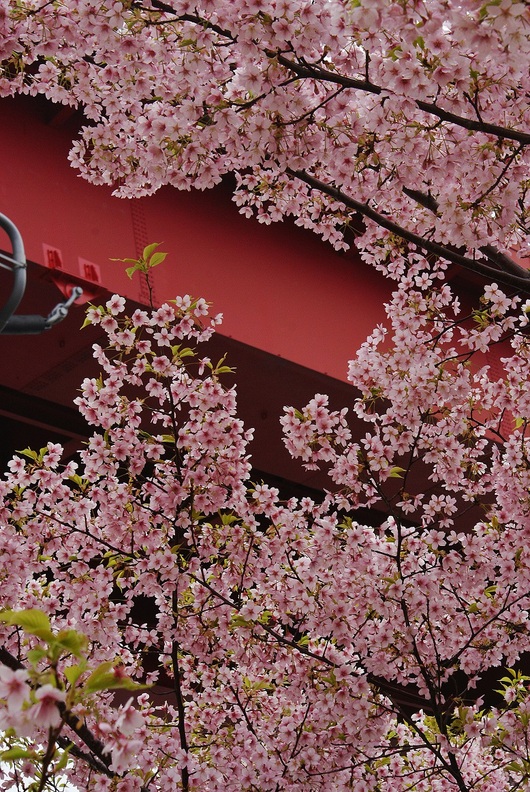 灘浜緑地の河津桜は葉桜に_b0063958_21142791.jpg