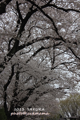 桜散策　　池上本門寺_b0219358_20241828.jpg