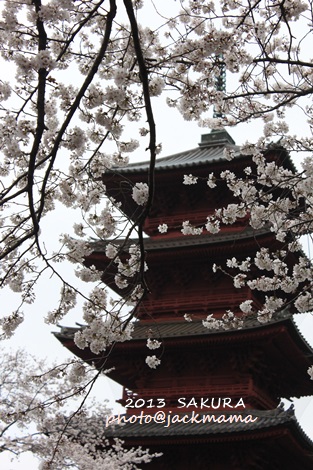 桜散策　　池上本門寺_b0219358_20245278.jpg