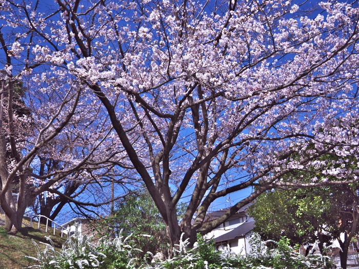 浅草寺伝法院庭園・上野恩賜公園　　2013-3-22_d0237959_14263892.jpg