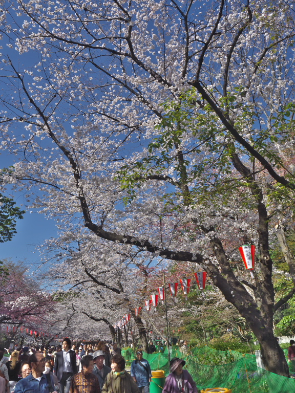 浅草寺伝法院庭園・上野恩賜公園　　2013-3-22_d0237959_1461626.jpg