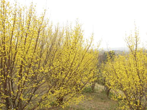 a0208560_1146666.jpg
