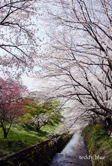 the cherry blossom season has come  桜の季節_e0253364_1951425.jpg