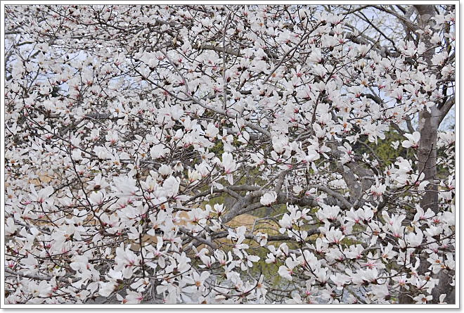 ひたち海浜公園（２）・・・水仙&菜の花&辛夷など_b0053765_22553811.jpg