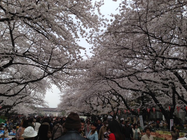 上野の桜_f0013870_491763.jpg