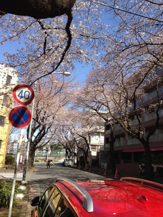 本日のエッセンス・・・・・治一郎「桜バウム」_b0207671_21285484.jpg