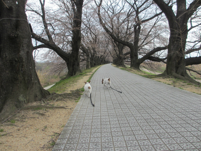 背割堤の桜_e0106372_12381652.jpg