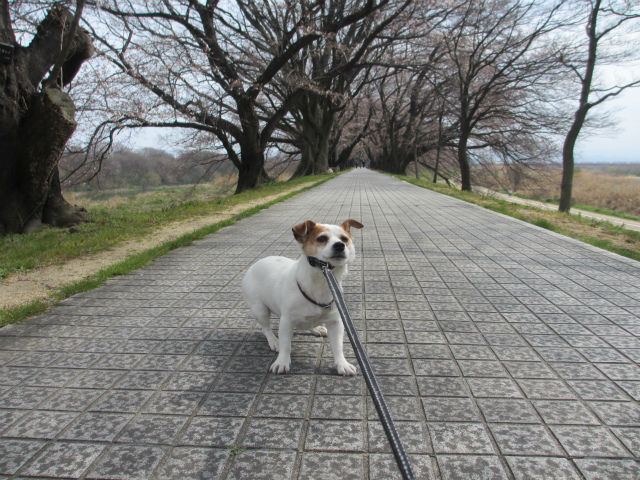 背割堤の桜_e0106372_12383192.jpg