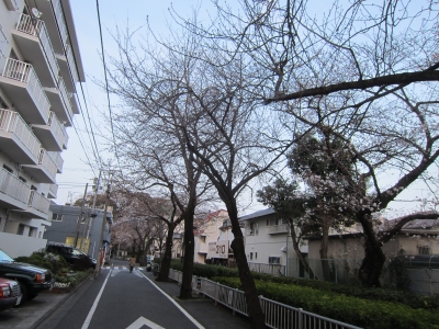 桜偵察_b0053973_1094178.jpg