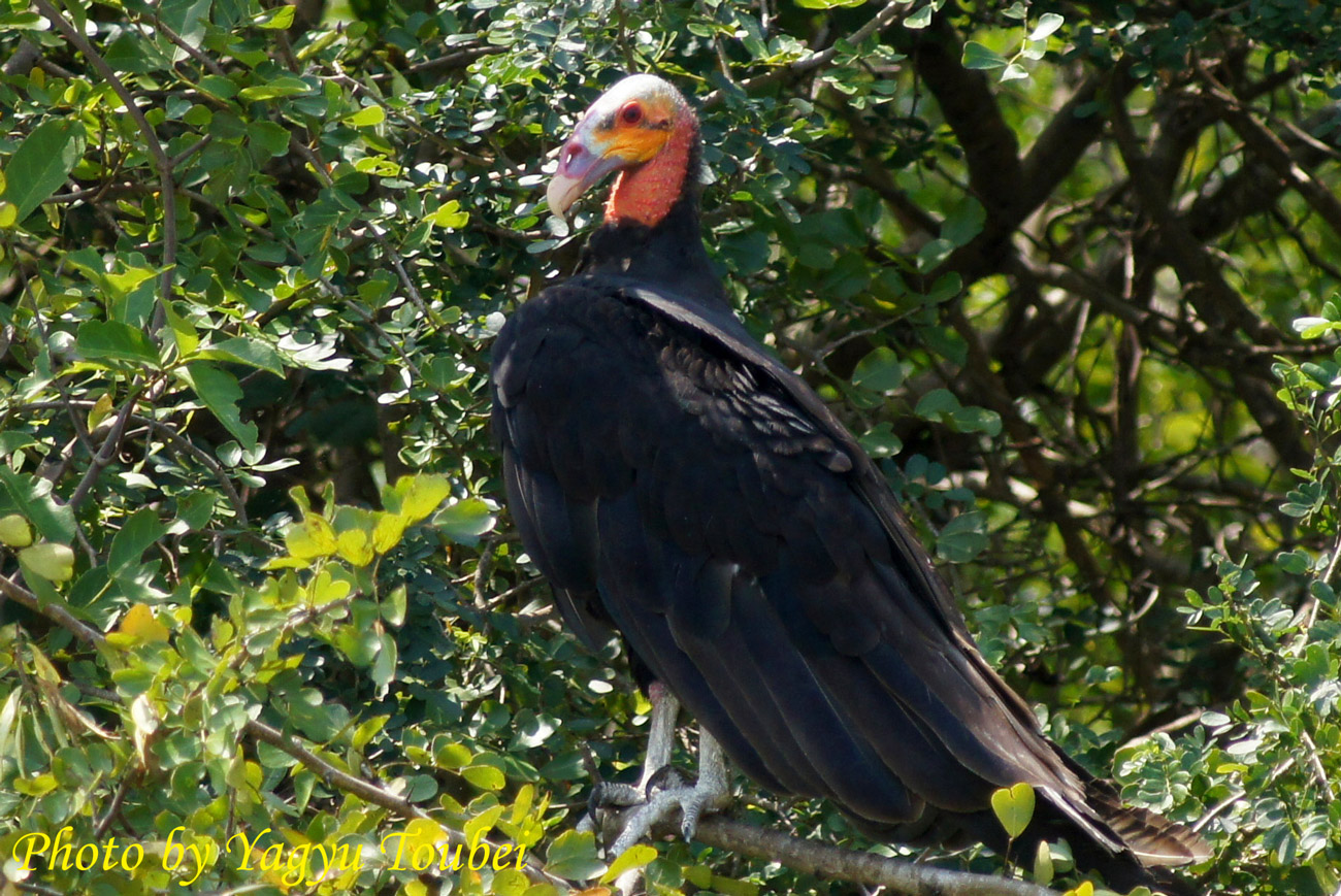 Lesser Yellow Headed Vultuer キガシラコハゲワシ とことん写真