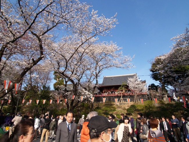 上野の桜　　寛永寺清水観音堂　公園口スナップ　国立博物館表慶館の緑の屋根_a0085679_14161165.jpg