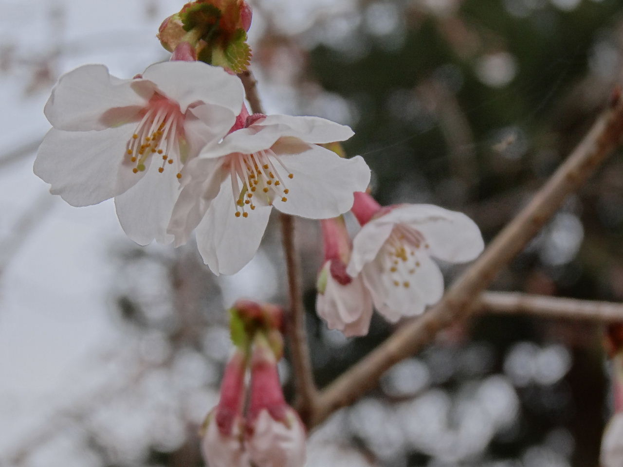 キンキマメザクラ　咲く・・・♪　　　２０１３．３．２５　　_c0153880_202139.jpg