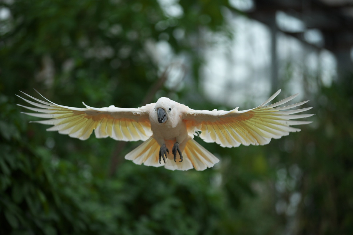 神戸花鳥園その3_e0212581_22482713.jpg