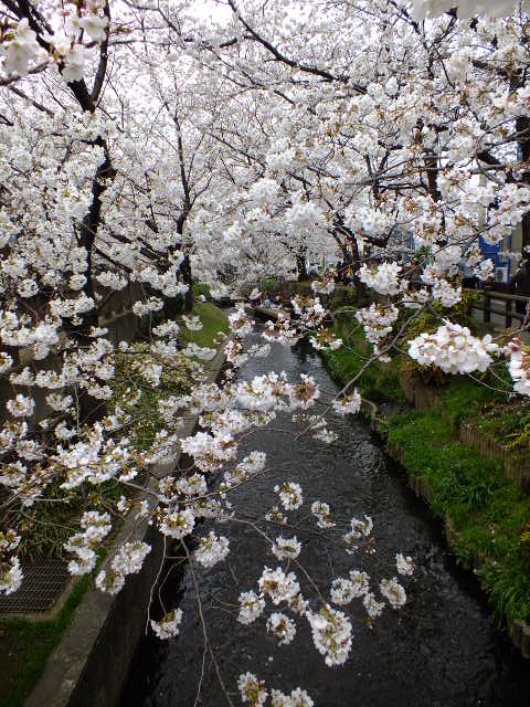 ３月２３日　宿河原二ケ領用水のお花見。_e0145782_6203055.jpg