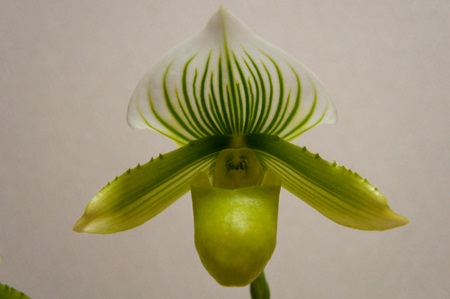 Paph Alma Gavaert 交配種(2013.3.25)_e0267983_1905539.jpg