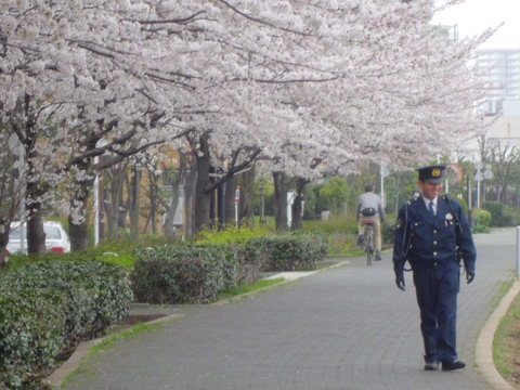 １３－０３－２４（日）　染井吉野研究会_b0138985_1737098.jpg