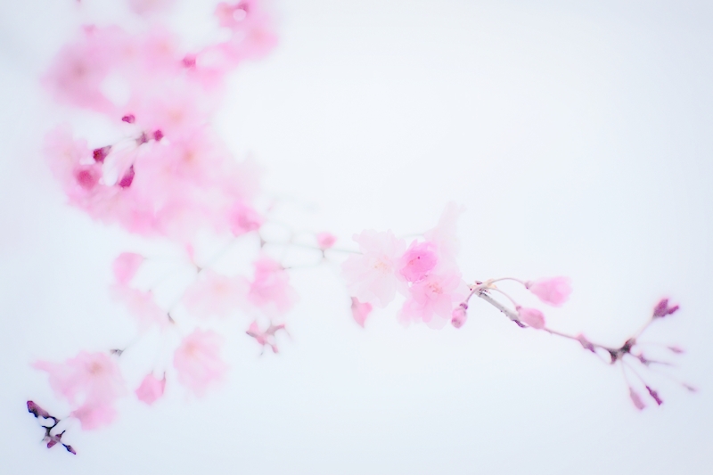 東京おのぼりさん日記　東京の桜　（sakura 2013＠東京）_b0227088_3274522.jpg