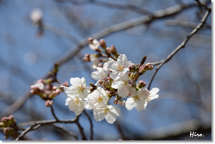 桜の開花　３月１９日　馬事公苑_f0236388_2194672.jpg