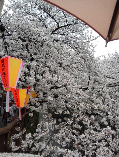 曇時折雨。けど桜満開～！@目黒川_e0182389_18533258.jpg