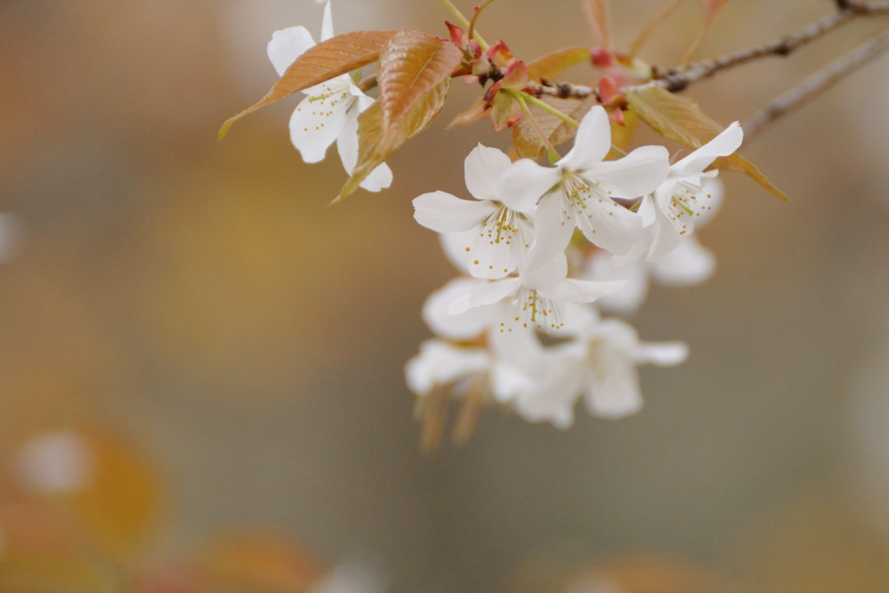 2013 03 23 服部君梅から桜へ 続・続編_a0143491_45219.jpg