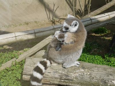 動物園_b0255192_12204499.jpg