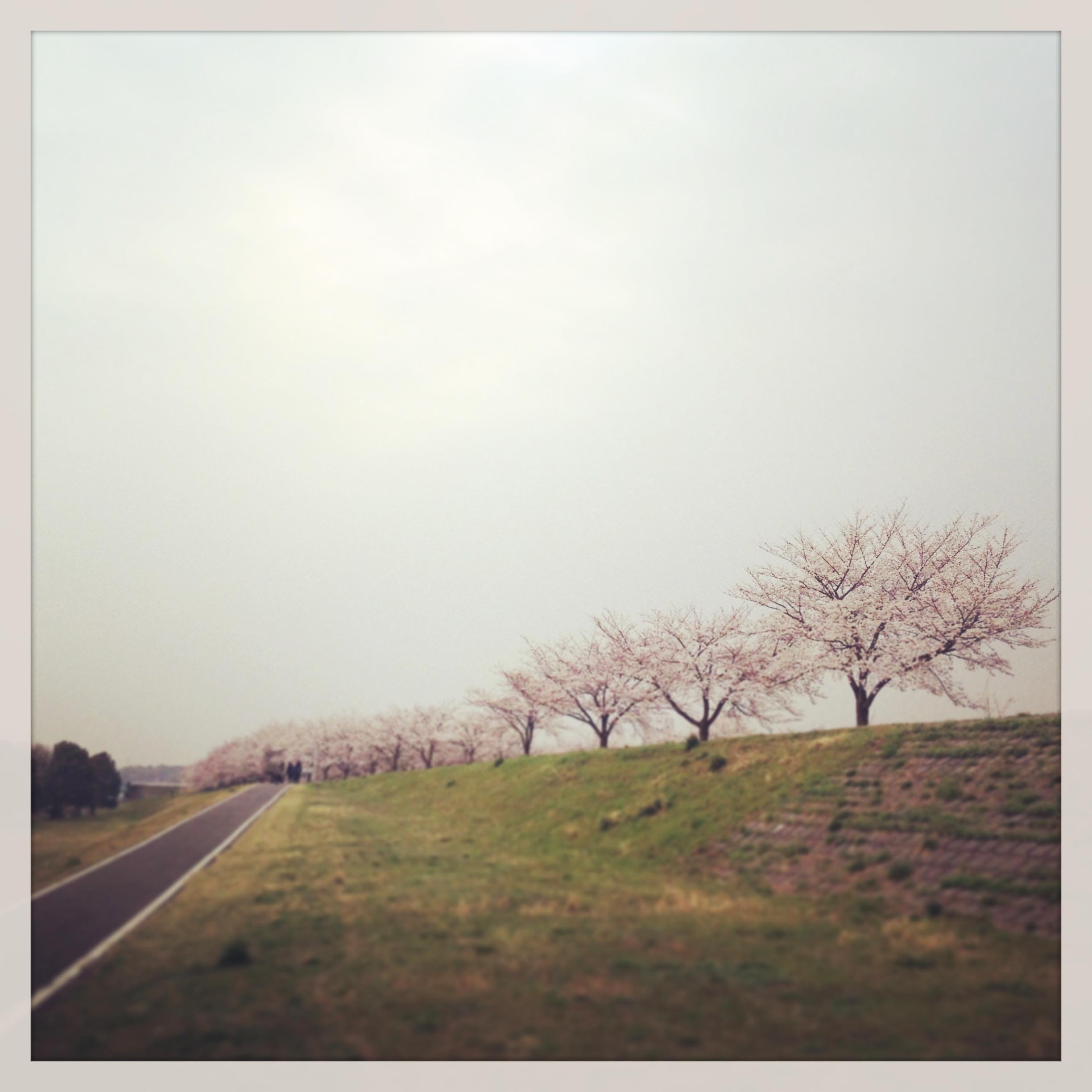 河原土手で、お花見がてら散歩_c0004193_12385344.jpg