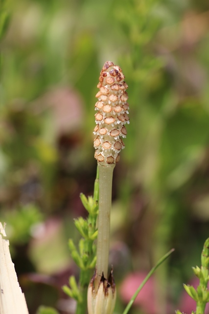 タムキューで道端の花を撮る 2013-3-25_e0251895_2219062.jpg