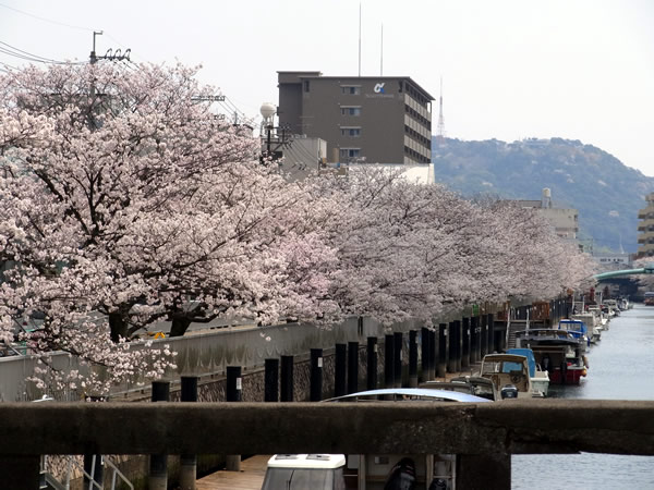 堀川の桜_b0067598_1619176.jpg