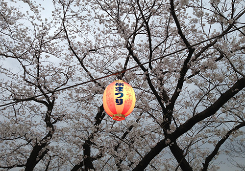 桜_b0134902_231226.jpg