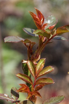a0123003_01444.jpg