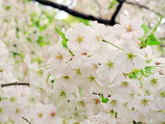 桜の木に緑の葉っぱを見つけたら 染一会 店主のつれづれ日記