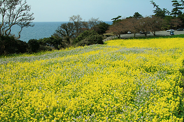 国東半島長崎鼻_b0014607_1794552.jpg