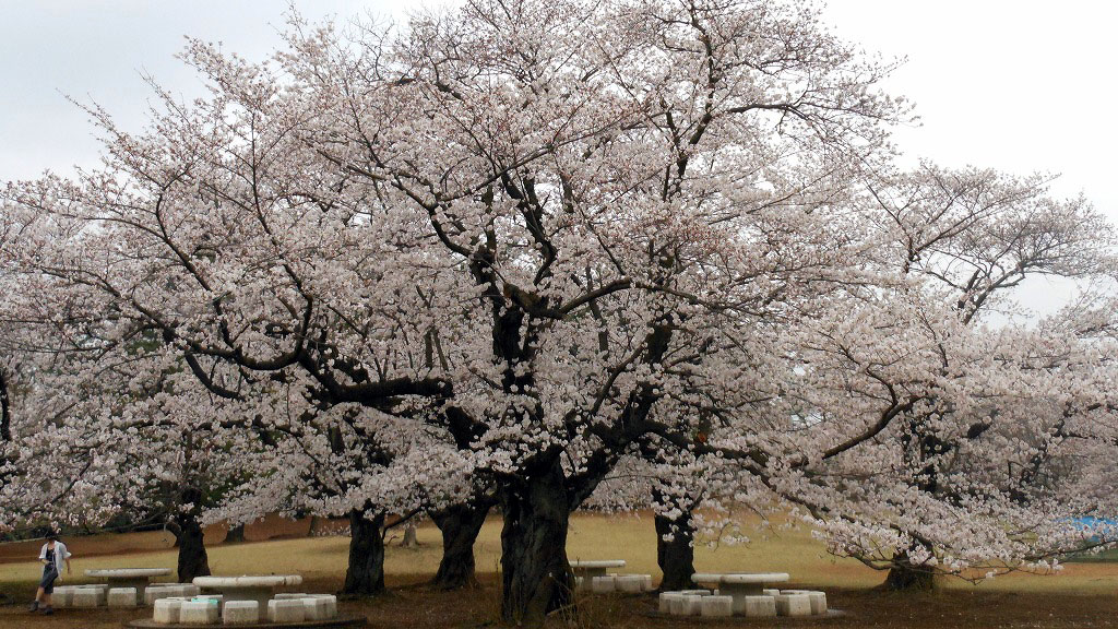 散歩道の桜_e0255509_20392521.jpg