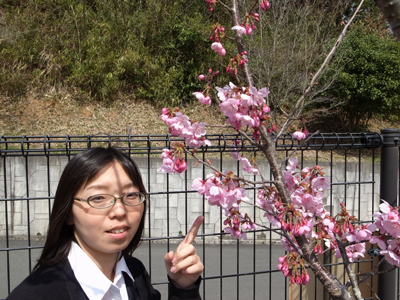 ピンクの桜！_a0154110_12485965.jpg