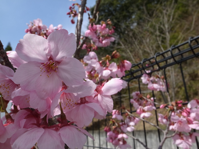 ピンクの桜！_a0154110_1249327.jpg