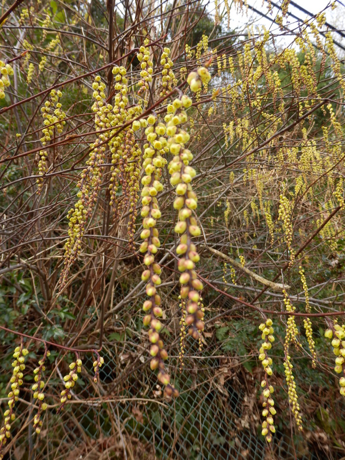 花の駅　安野_f0219710_6515158.jpg