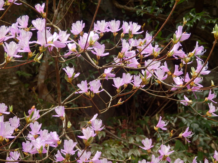 花の駅　安野_f0219710_6554245.jpg