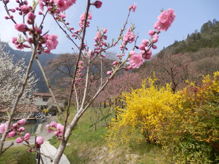 花の駅　安野_f0219710_712240.jpg