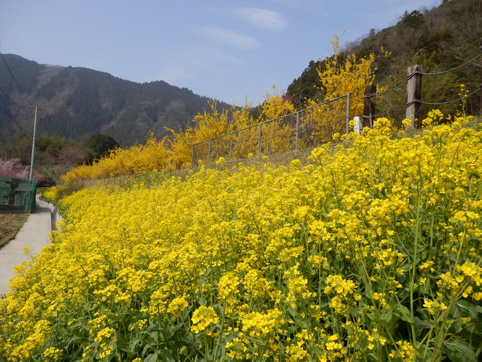 花の駅　安野_f0219710_732545.jpg