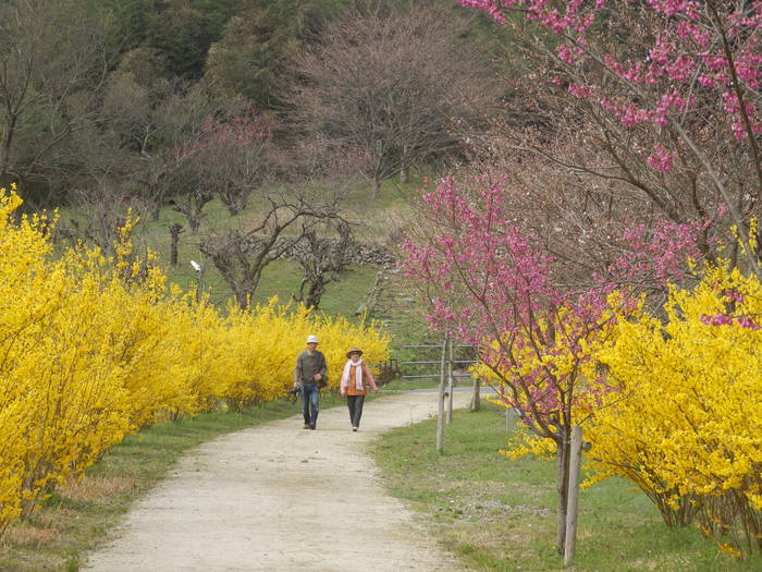 花の駅　安野_f0219710_7362.jpg