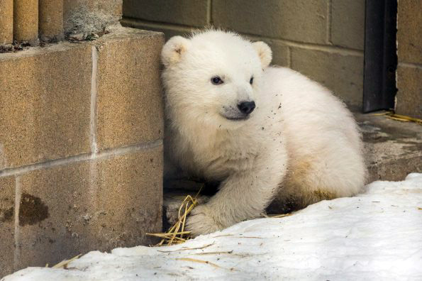 アメリカ アラスカ動物園で保護された野生孤児のカリーが今春に期限付きでバッファロー動物園へ Polarbearology Conjectaneum