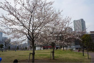 豊洲公園の桜 いちごをめぐる冒険