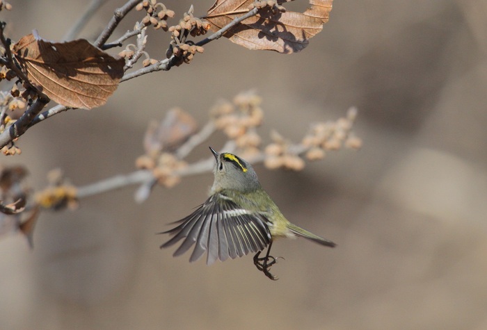 私の鳥撮り散歩の、ある一日_f0239515_172468.jpg