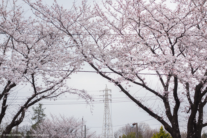 花曇りの Day S Photo