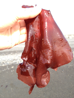 キミは知っているか？　マニアな食材・赤はんば_c0053520_2335739.jpg