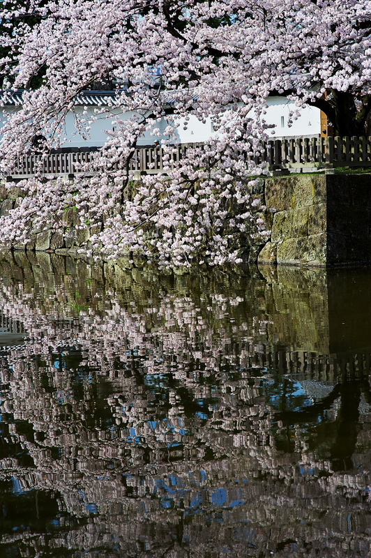 小田原城の桜をっと_d0198522_1472692.jpg