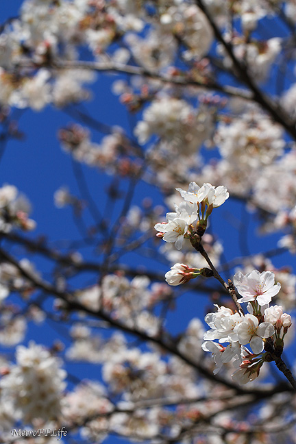 Sakura & Maruta_e0112722_1929248.jpg